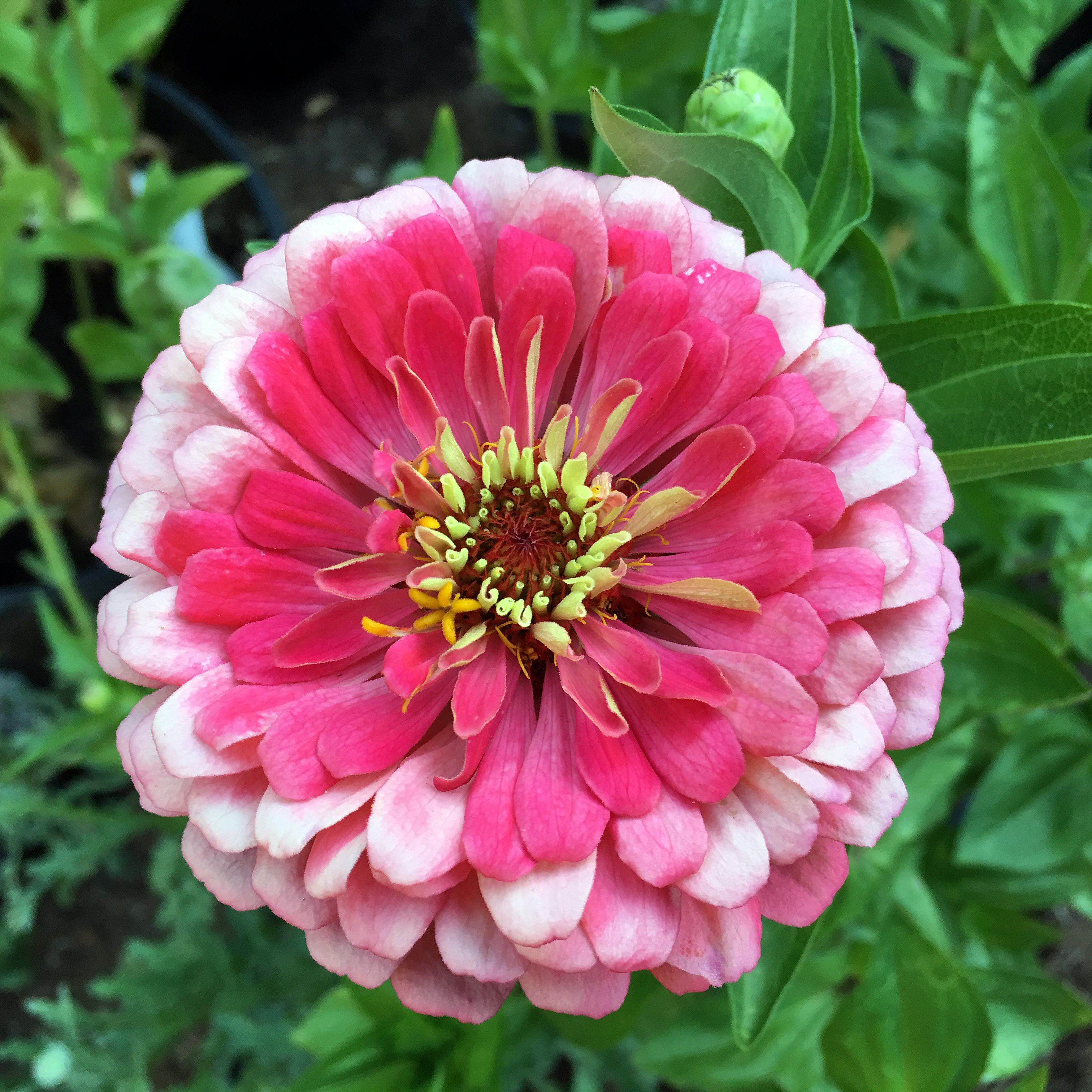 Long lasting annual new giant pinca pink cactus zinnia flower seeds 30.