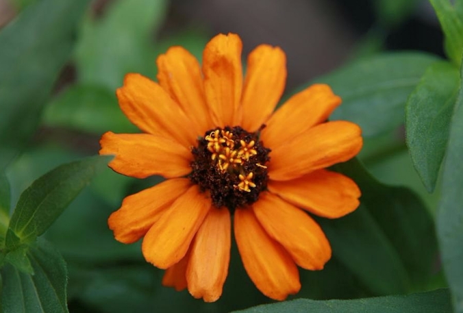 Zinnia 'Profusion Orange' - Grow Zinnias from Seed