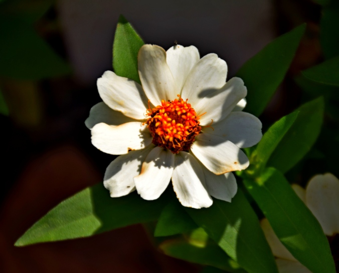 Zinnia 'Profusion White' - Grow zinnias from seed