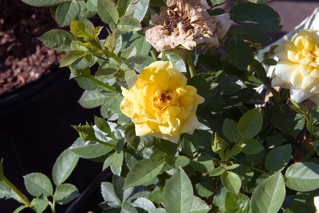 Sun Sprinkles Miniature Rose - Learn to grow roses
